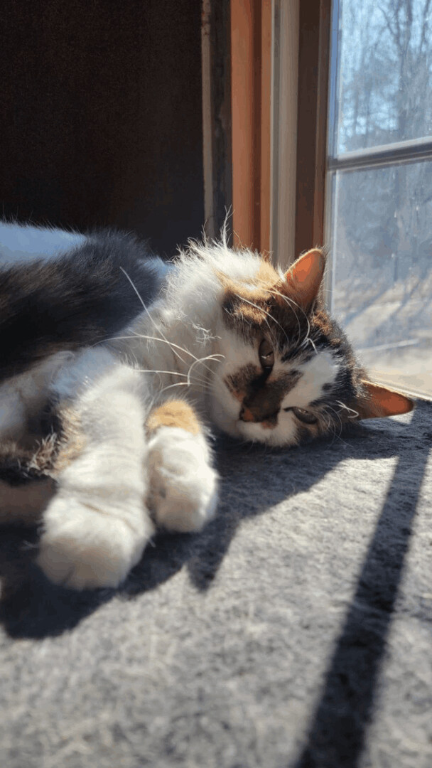 Marley, an adoptable Domestic Long Hair in Allegan, MI, 49010 | Photo Image 2