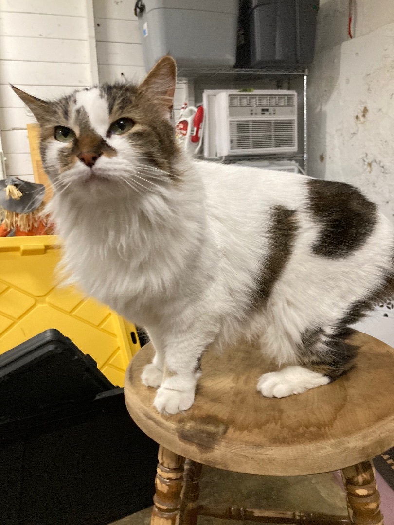 Marley, an adoptable Domestic Long Hair in Allegan, MI, 49010 | Photo Image 3