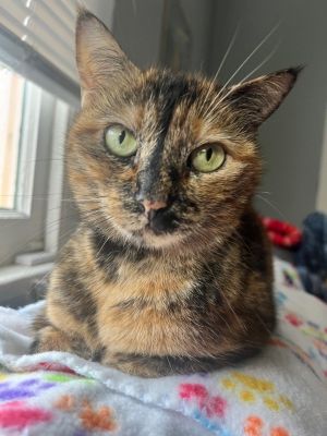 Hi there Im Julane an 11-year-old tortoiseshell beauty who absolutely adores 