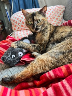 Hi there Im Julane an 11-year-old tortoiseshell beauty who absolutely adores snuggling These day