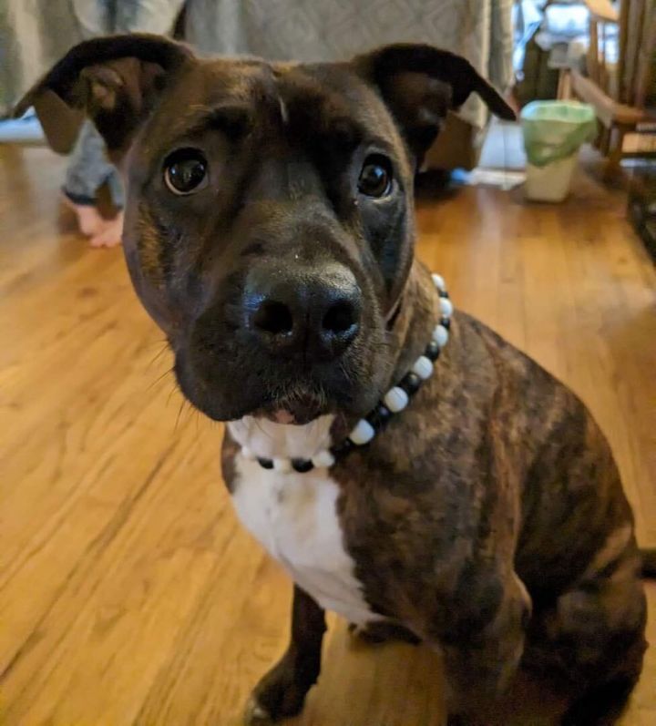 Zoya, an adoptable Plott Hound & Pit Bull Terrier Mix in Highlands, NJ_image-1