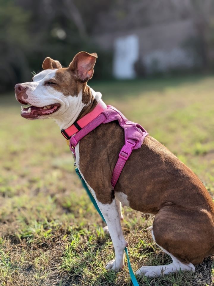 Batty, an adoptable Cattle Dog & Pit Bull Terrier Mix in Chatham, NJ_image-6