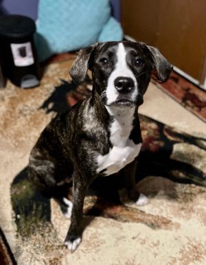 Dog for adoption - Jersey, an Australian Cattle Dog / Blue Heeler in  Peoria, IL