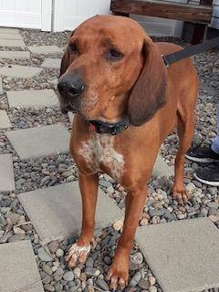 are pig ears bad for a redbone coonhound