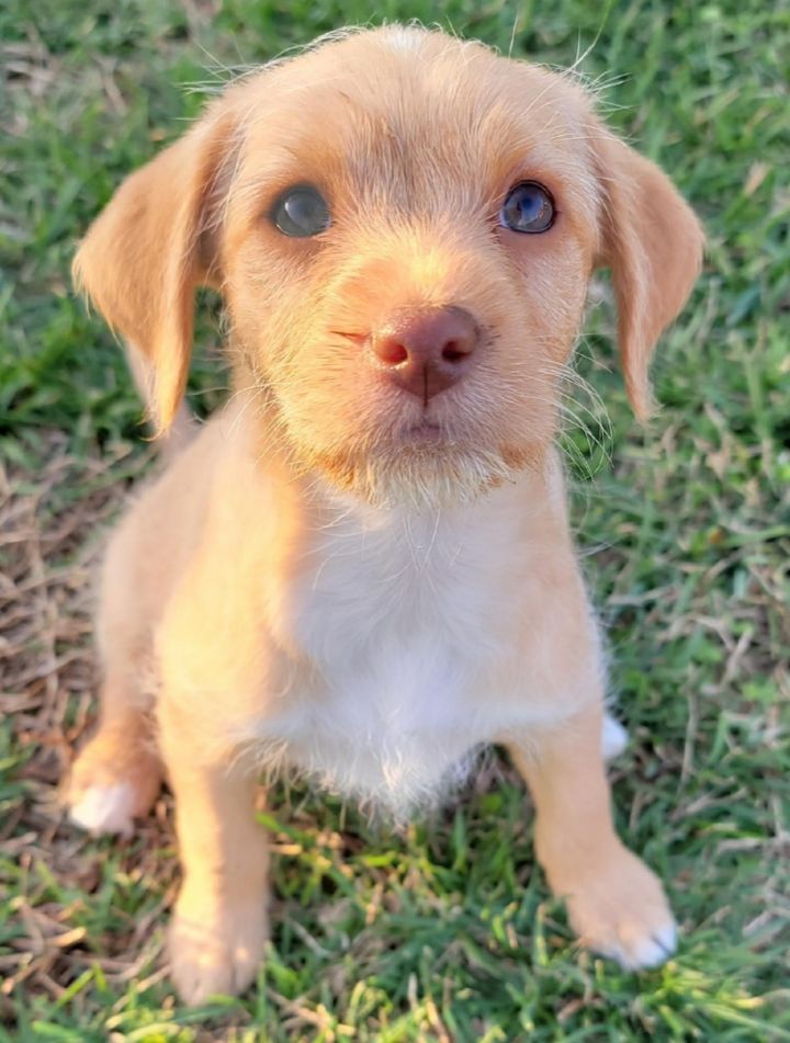Robby, an adoptable Chihuahua & Terrier Mix in McDonough, GA_image-2