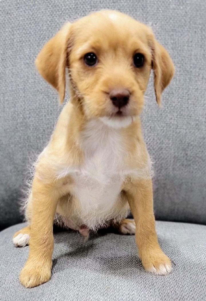 Robby, an adoptable Chihuahua & Terrier Mix in McDonough, GA_image-1
