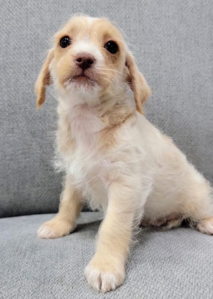 Sid, an adoptable Chihuahua & Terrier Mix in McDonough, GA_image-2