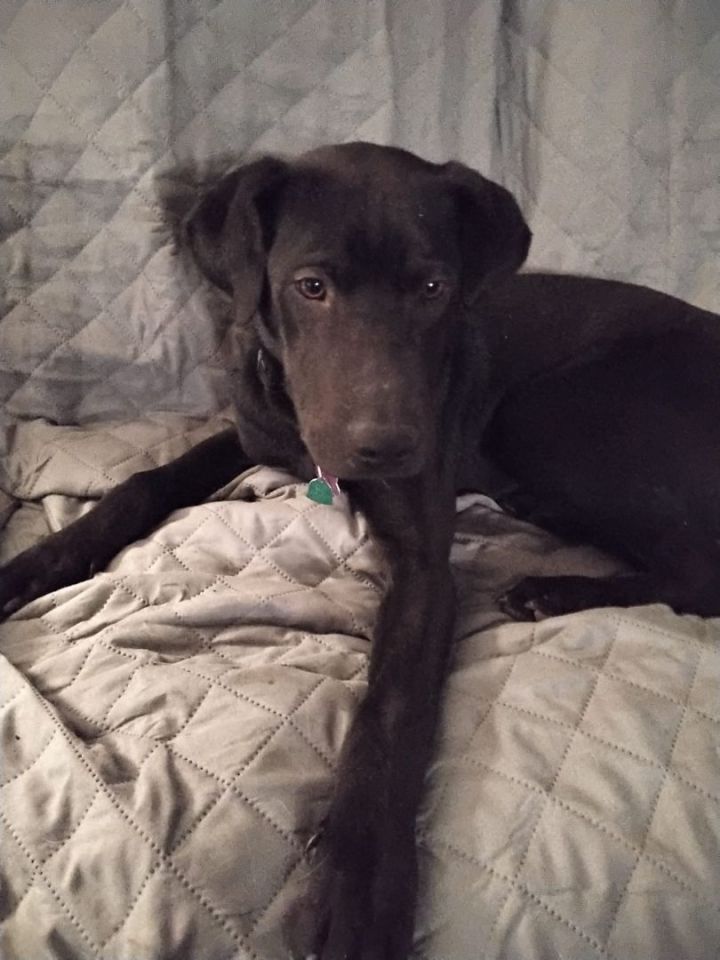 Cole, an adoptable Labrador Retriever in Manhattan, KS_image-1