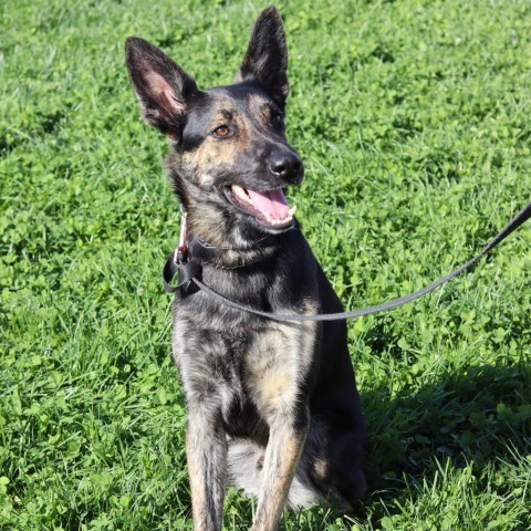 Kirby, an adoptable Dutch Shepherd in Ione, CA, 95640 | Photo Image 1