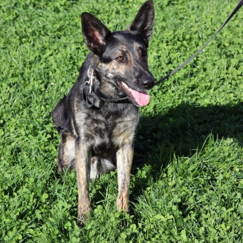 Kirby, an adoptable Dutch Shepherd in Ione, CA, 95640 | Photo Image 2