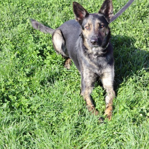 Kirby, an adoptable Dutch Shepherd in Ione, CA, 95640 | Photo Image 3