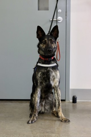 Kirby, an adoptable Dutch Shepherd in Ione, CA, 95640 | Photo Image 4