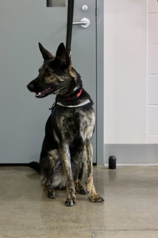 Kirby, an adoptable Dutch Shepherd in Ione, CA, 95640 | Photo Image 5