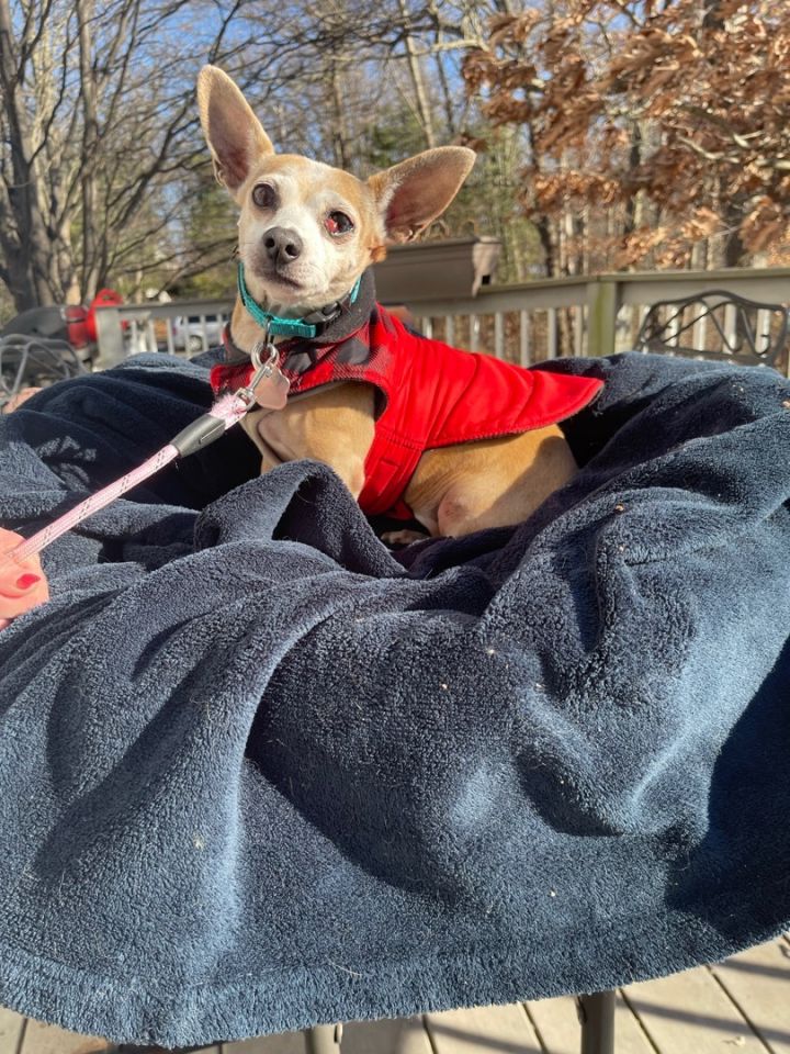Tinkerbell 10 lbs of love, an adoptable Chihuahua & Dachshund Mix in White Lake, MI_image-1