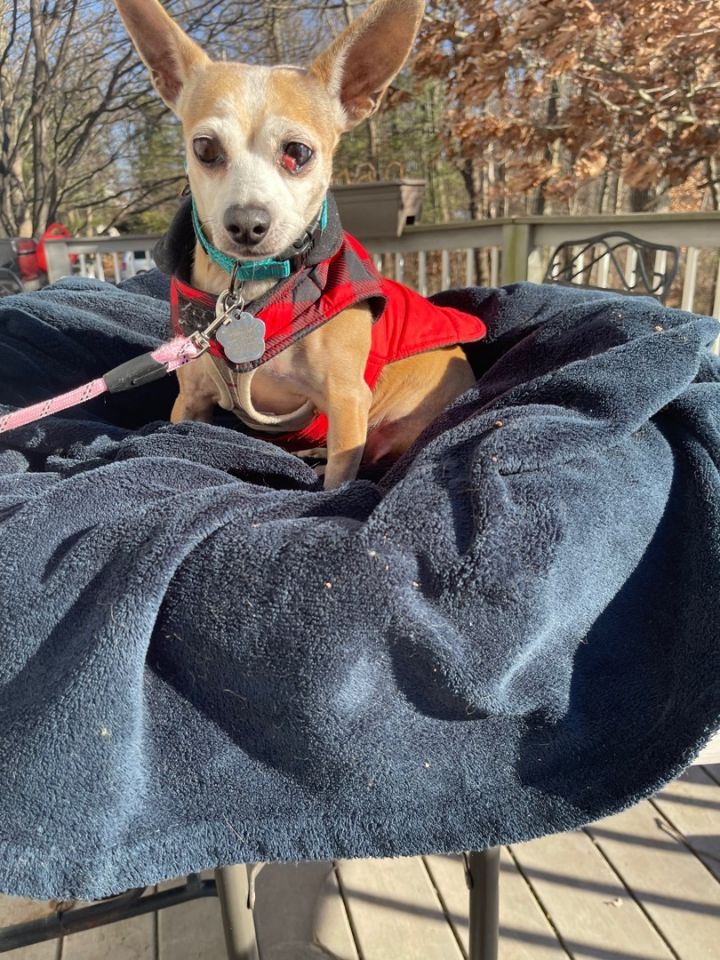 Tinkerbell 10 lbs of love, an adoptable Chihuahua & Dachshund Mix in White Lake, MI_image-3