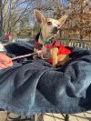 Tinkerbell 10 lbs of love