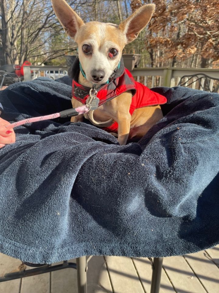 Tinkerbell 10 lbs of love, an adoptable Chihuahua & Dachshund Mix in White Lake, MI_image-6