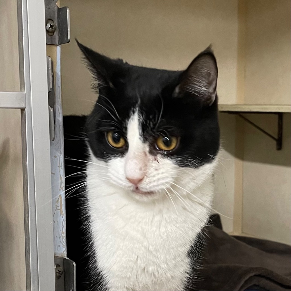 EUSTON, an adoptable Domestic Short Hair in Battle Creek, MI, 49017 | Photo Image 1