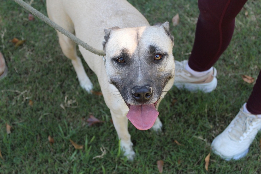 Stevie, an adoptable Mixed Breed in Scott, LA, 70583 | Photo Image 1