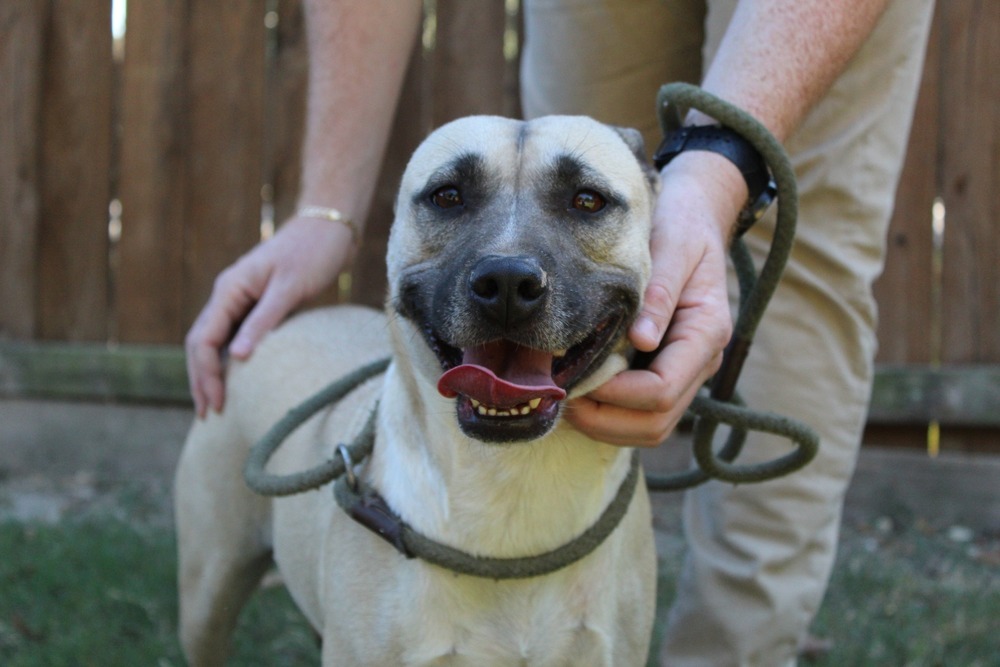 Stevie, an adoptable Mixed Breed in Scott, LA, 70583 | Photo Image 2