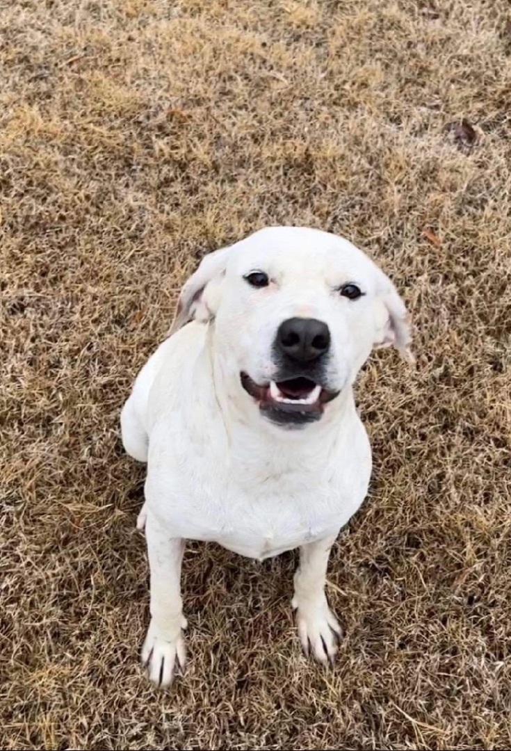 Jasmine , an adoptable Labrador Retriever, Spaniel in Zimmerman, MN, 55398 | Photo Image 2