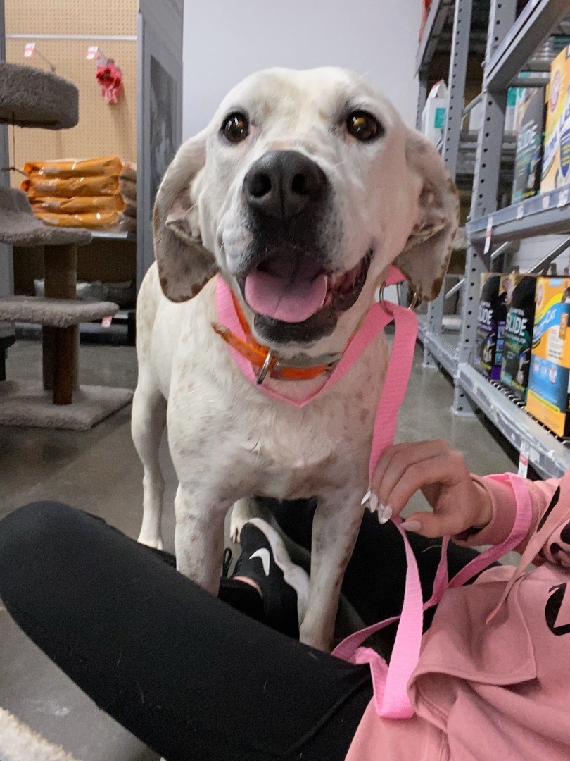 Jasmine , an adoptable Labrador Retriever, Spaniel in Zimmerman, MN, 55398 | Photo Image 4