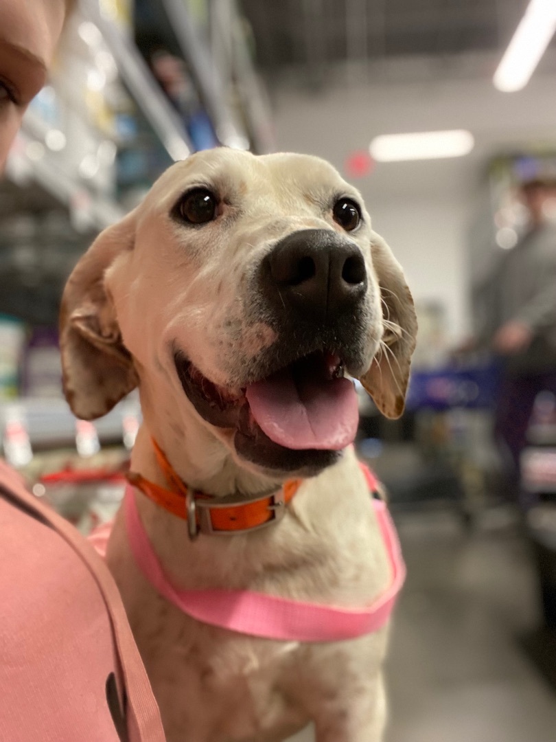 Jasmine , an adoptable Labrador Retriever, Spaniel in Zimmerman, MN, 55398 | Photo Image 1