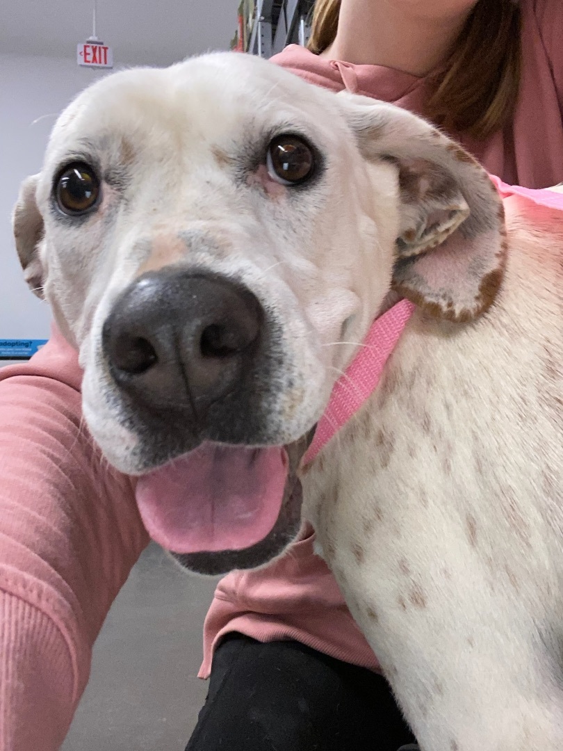 Jasmine , an adoptable Labrador Retriever, Spaniel in Zimmerman, MN, 55398 | Photo Image 5