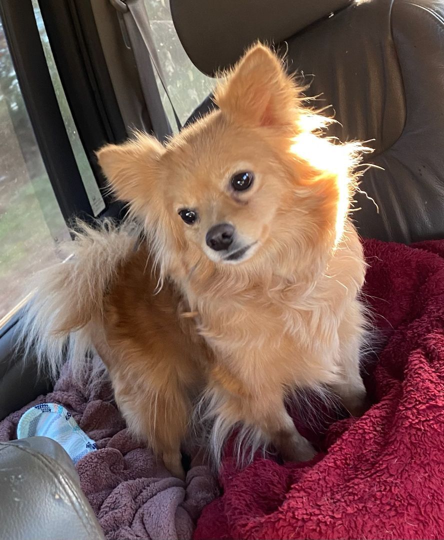 Abby, an adoptable Pomeranian in Monticello, GA, 31064 | Photo Image 2