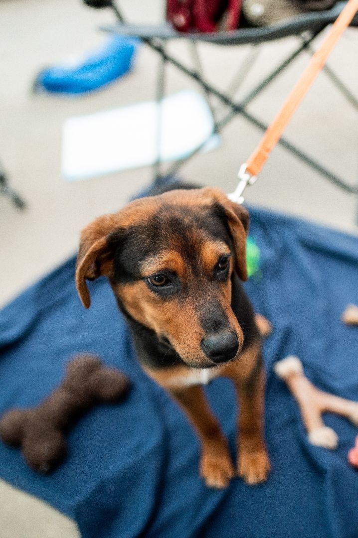 Robin, an adopted Hound Mix in Minneapolis, MN_image-6