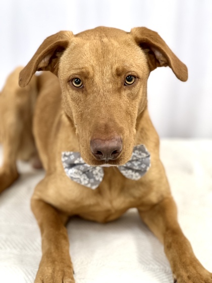 Kingston, an adoptable Catahoula Leopard Dog & Labrador Retriever Mix in Picayune, MS_image-1