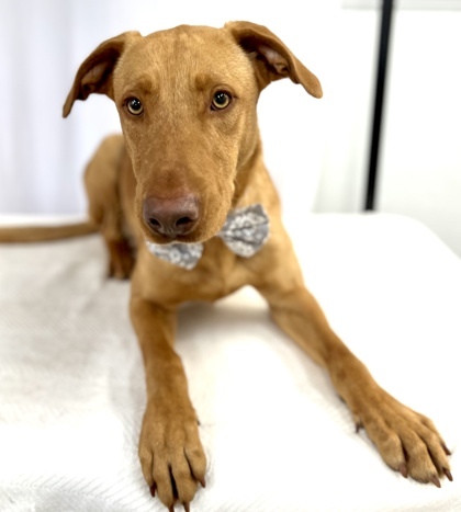 Kingston, an adoptable Catahoula Leopard Dog & Labrador Retriever Mix in Picayune, MS_image-3