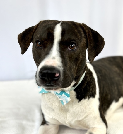 Thor, an adoptable Catahoula Leopard Dog & Labrador Retriever Mix in Picayune, MS_image-1