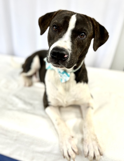 Thor, an adoptable Catahoula Leopard Dog & Labrador Retriever Mix in Picayune, MS_image-2
