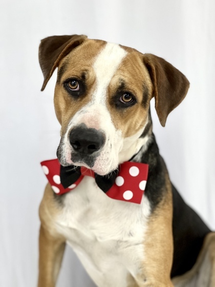 Tommy, an adoptable Hound Mix in Picayune, MS_image-1