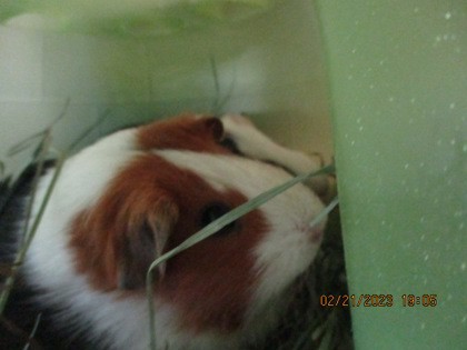 Whiskers, an adoptable Guinea Pig in North Richland Hills, TX_image-1