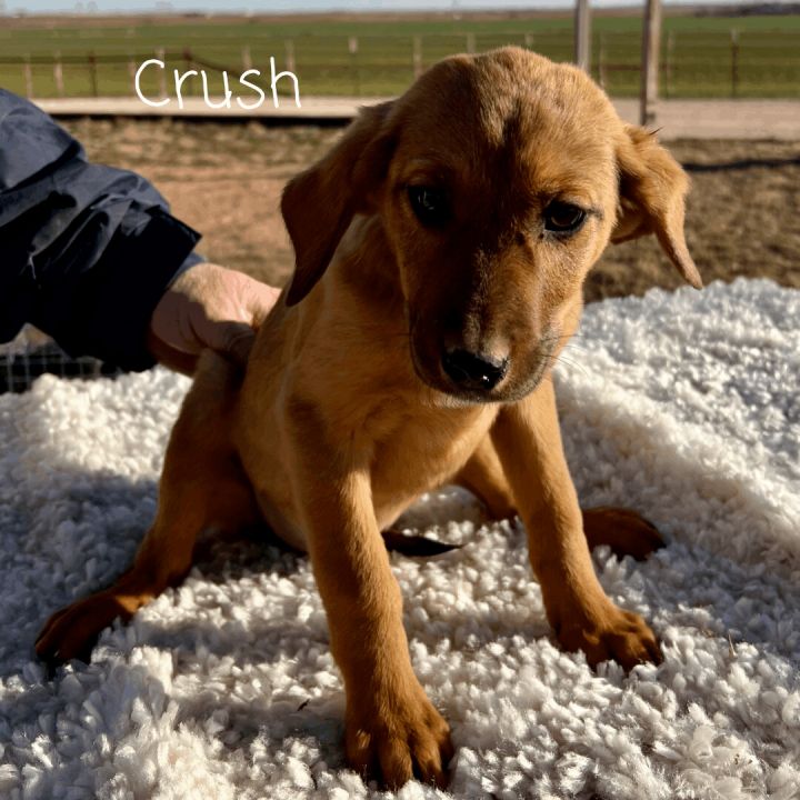 Crush 1