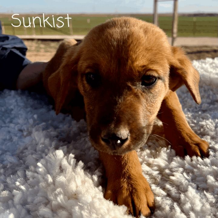 Sunkist, an adoptable Hound & Labrador Retriever Mix in Portland, OR_image-1