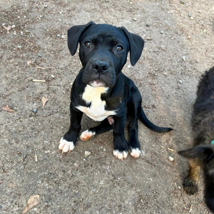 Dasher 4