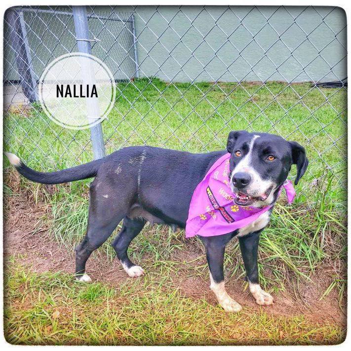 Nalla, an adoptable Black Labrador Retriever Mix in Sebring, FL_image-2