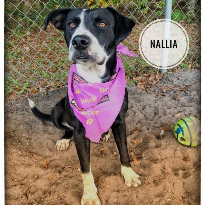 Nalla