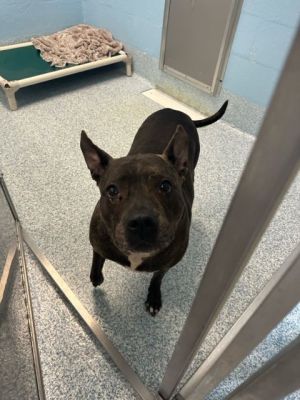 Dog for adoption - Prada , a Mixed Breed in Stafford, VA | Petfinder