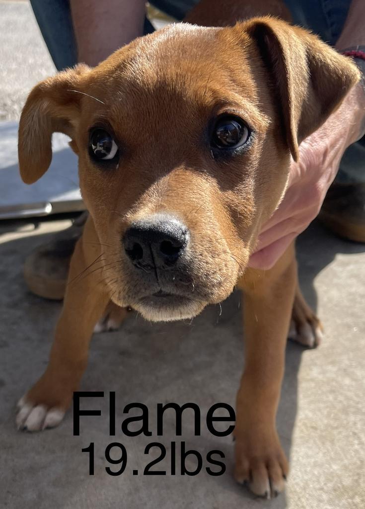 Flame
