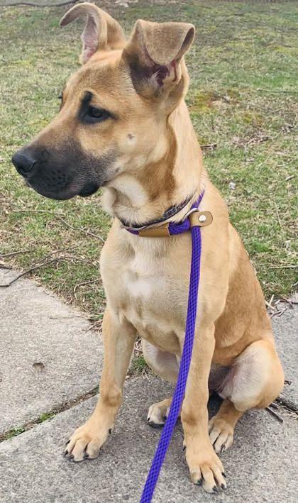 Dog for adoption - Gamora, a Shepherd & Great Dane Mix in Louisville, KY |  Petfinder
