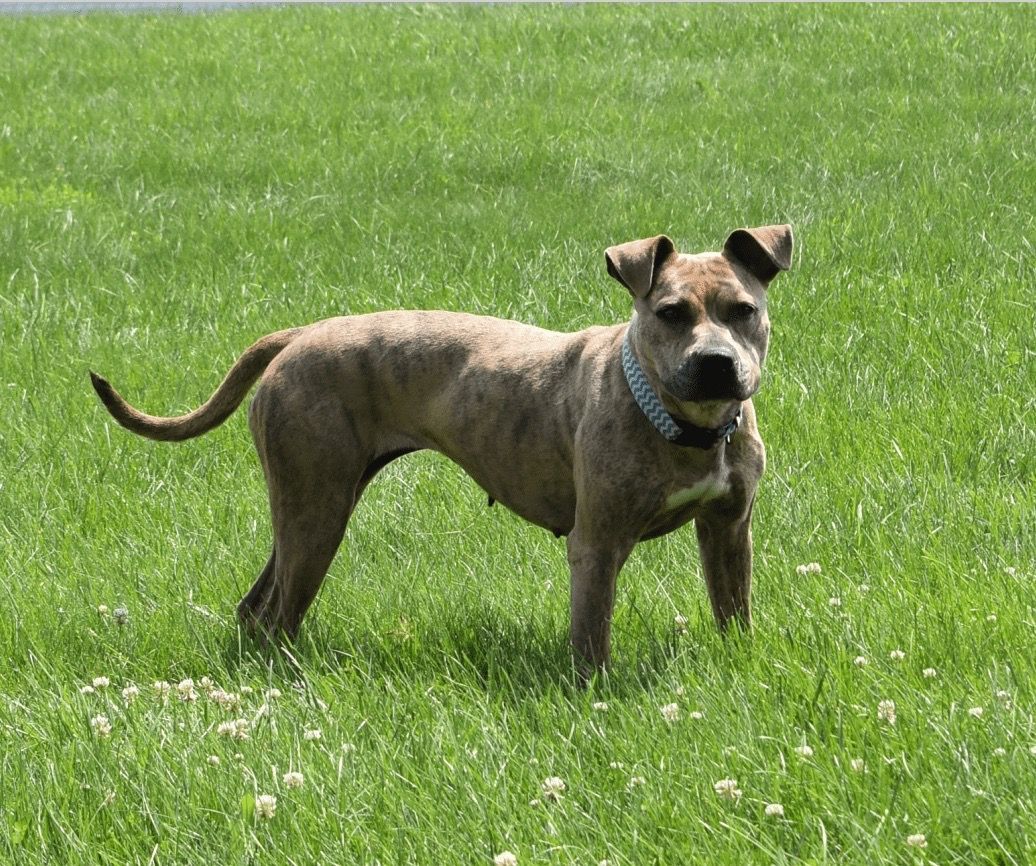 Dottie, an adoptable Pit Bull Terrier in Lake Odessa, MI, 48849 | Photo Image 4
