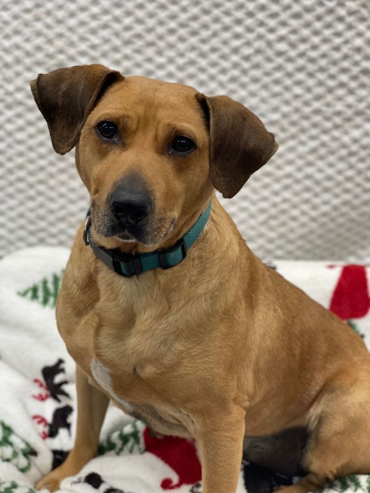 Goku, an adoptable Hound Mix in Lake Odessa, MI_image-1