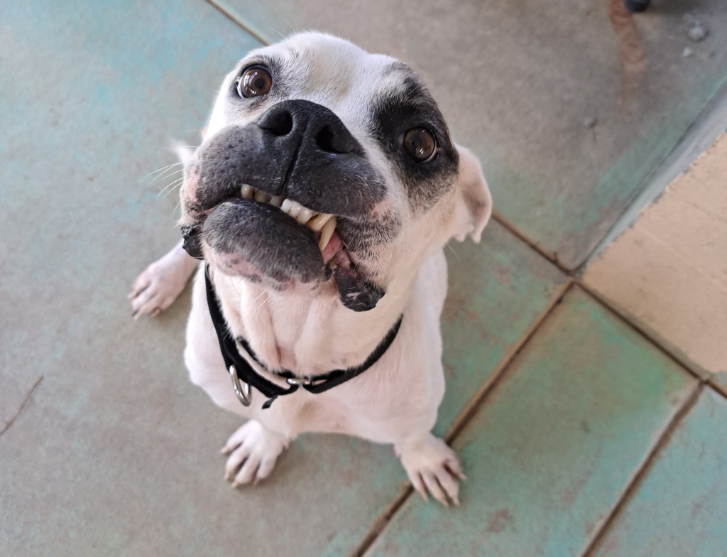 FIONA, an adoptable Bull Terrier, Boxer in Marianna, FL, 32447 | Photo Image 1