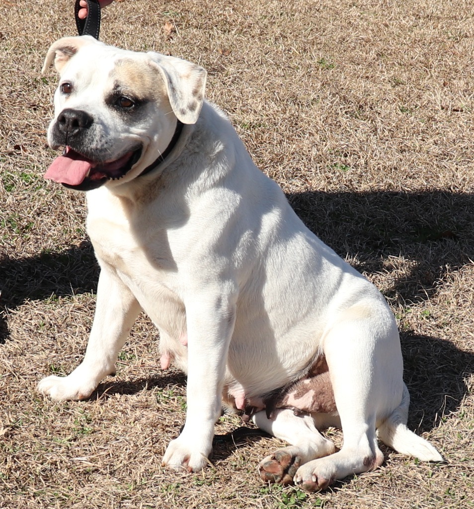 FIONA, an adoptable Bull Terrier, Boxer in Marianna, FL, 32447 | Photo Image 2