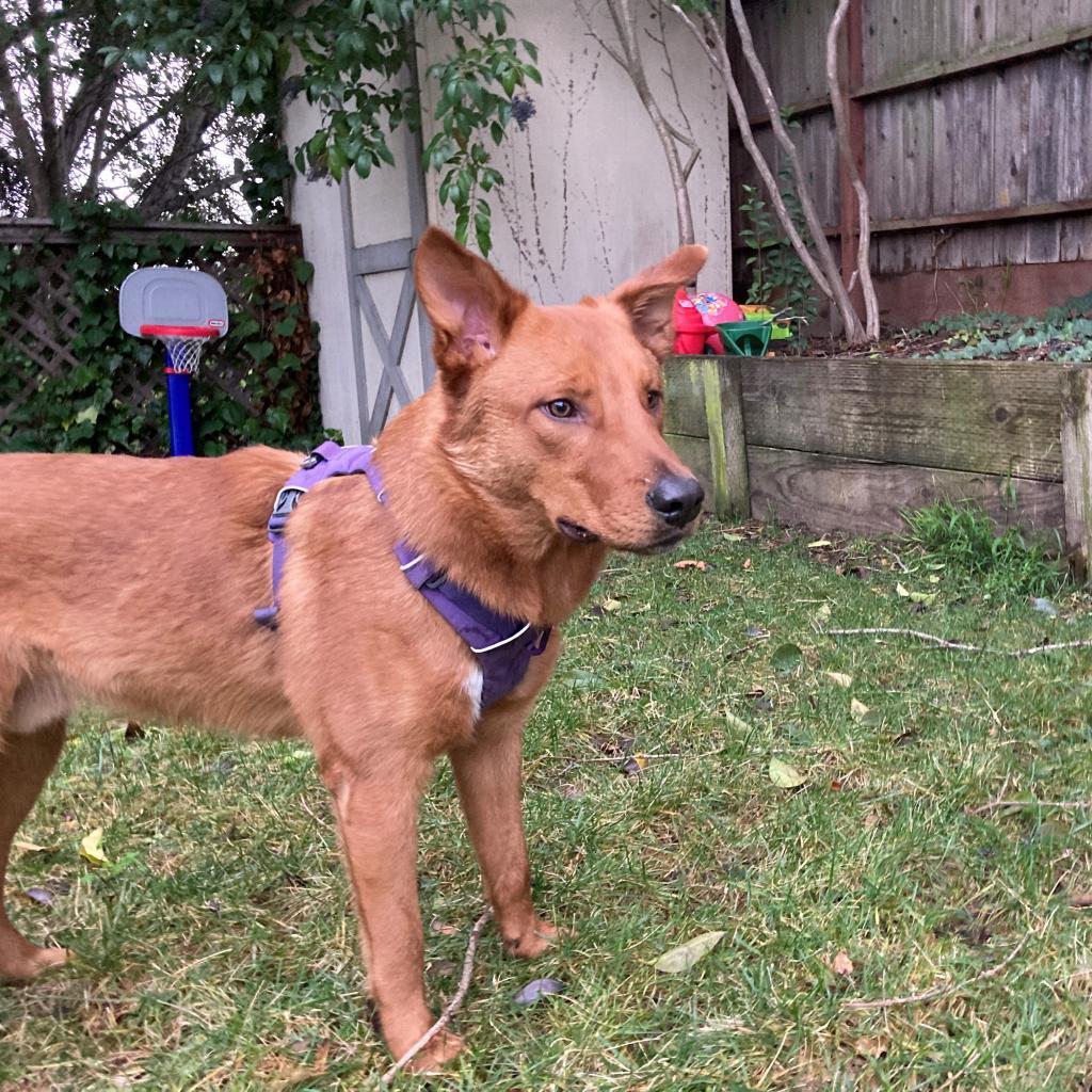 RED HAWK, an adoptable Shepherd, Mixed Breed in Point Richmond, CA, 94801 | Photo Image 1