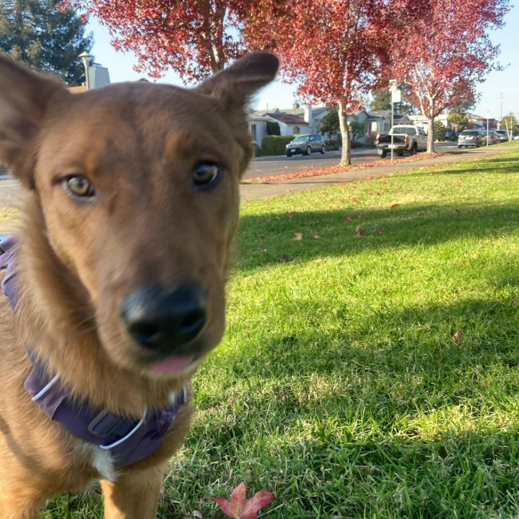 RED HAWK, an adoptable Shepherd, Mixed Breed in Point Richmond, CA, 94801 | Photo Image 2